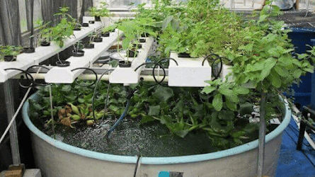 Aquaponics
